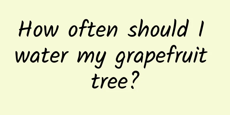 How often should I water my grapefruit tree?