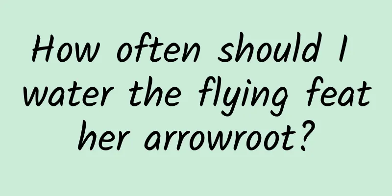How often should I water the flying feather arrowroot?