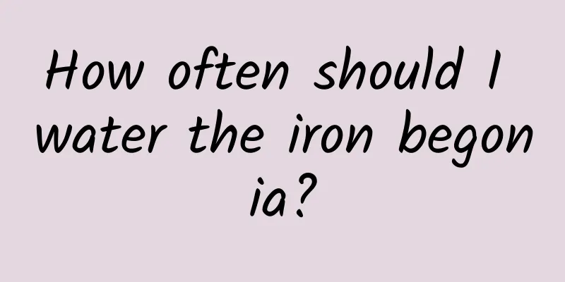How often should I water the iron begonia?