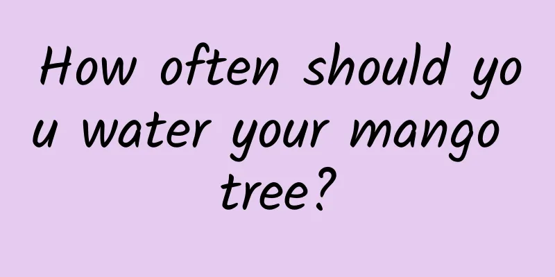 How often should you water your mango tree?