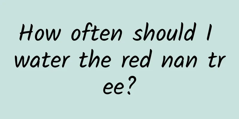 How often should I water the red nan tree?