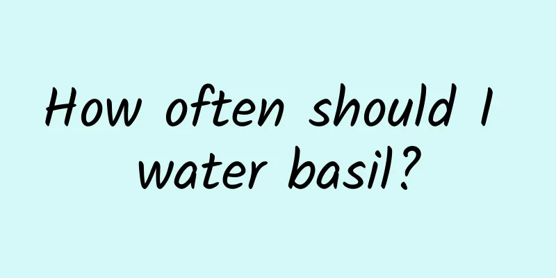 How often should I water basil?