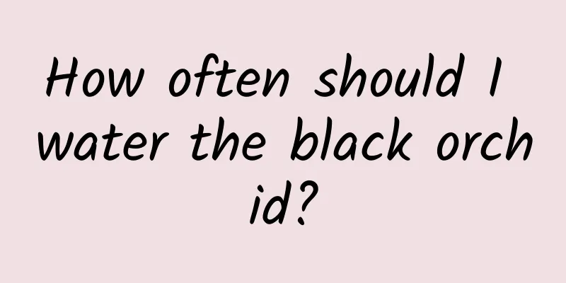 How often should I water the black orchid?