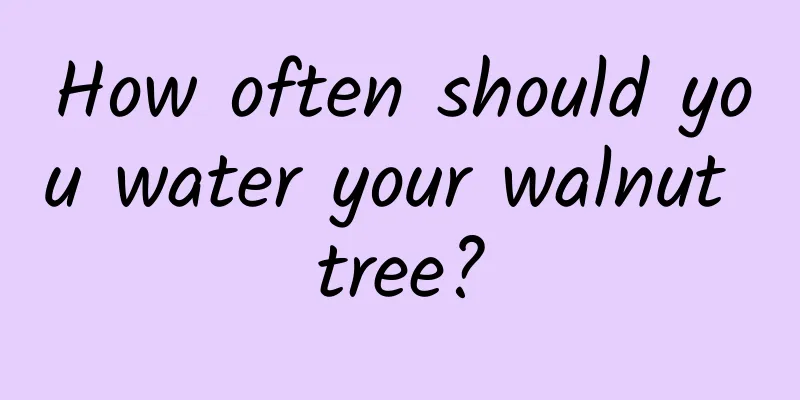 How often should you water your walnut tree?