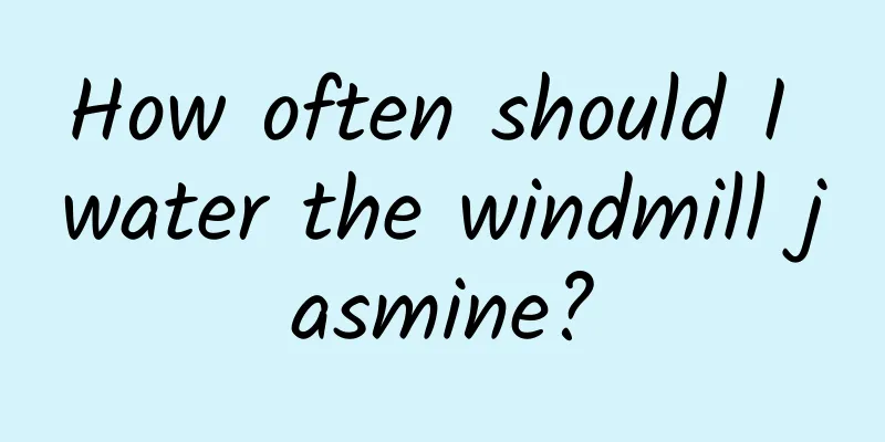 How often should I water the windmill jasmine?