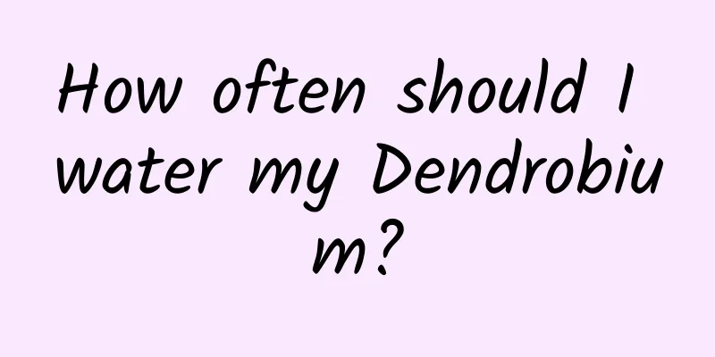 How often should I water my Dendrobium?