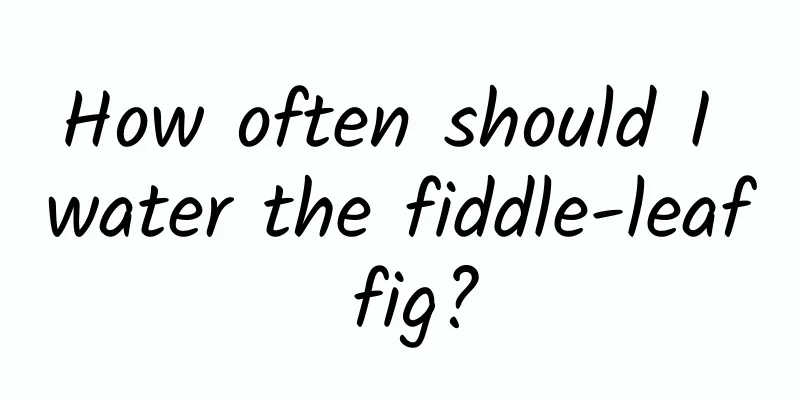 How often should I water the fiddle-leaf fig?