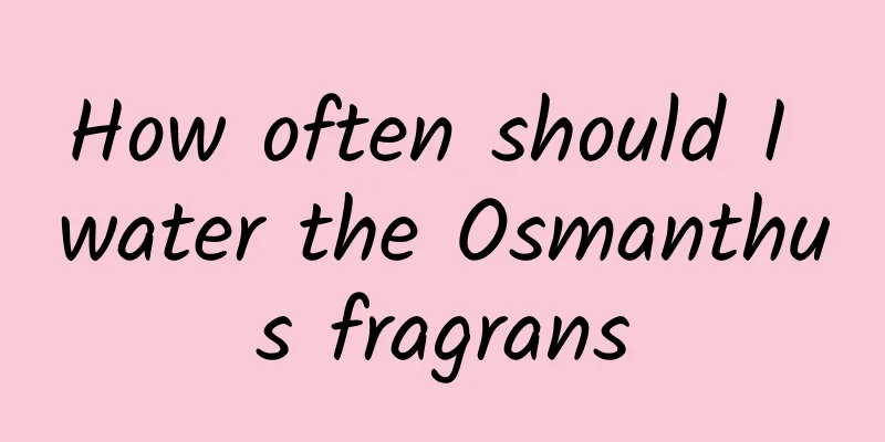 How often should I water the Osmanthus fragrans
