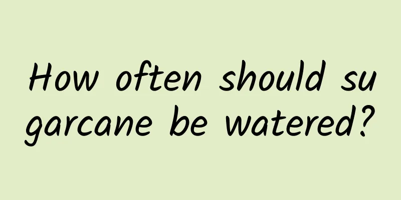 How often should sugarcane be watered?