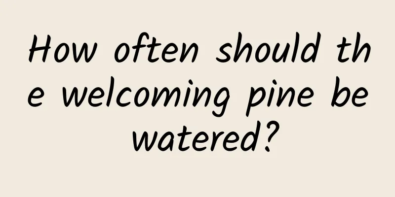 How often should the welcoming pine be watered?