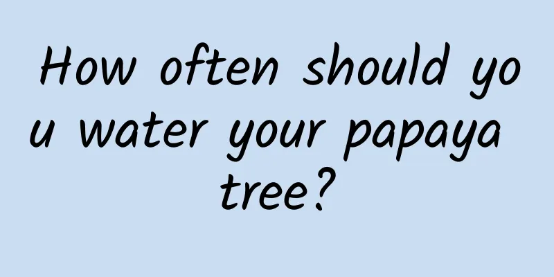 How often should you water your papaya tree?