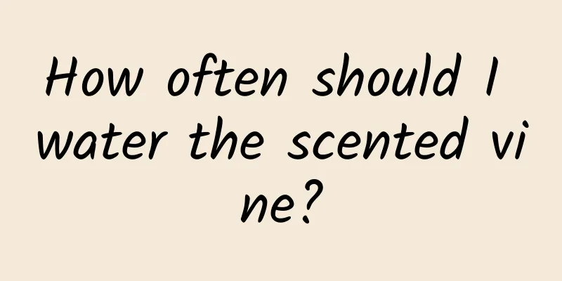 How often should I water the scented vine?