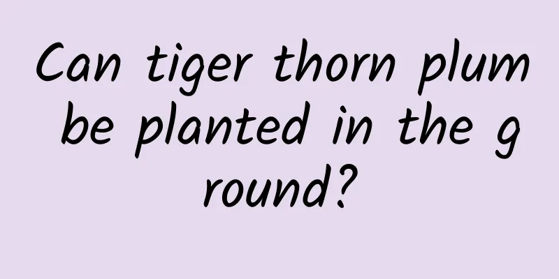 Can tiger thorn plum be planted in the ground?