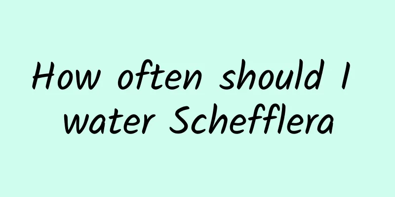 How often should I water Schefflera