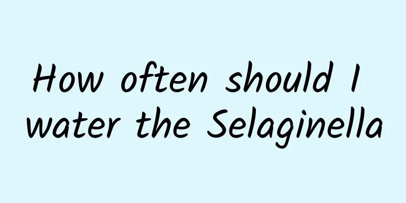 How often should I water the Selaginella