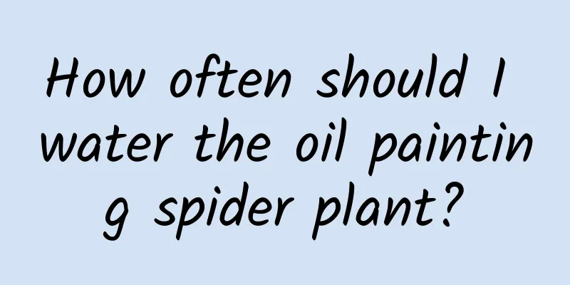 How often should I water the oil painting spider plant?