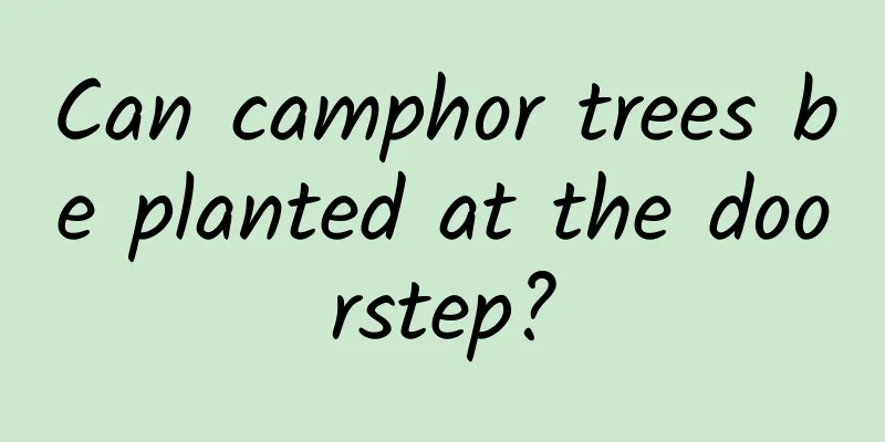 Can camphor trees be planted at the doorstep?