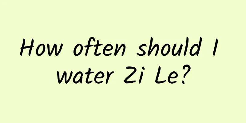 How often should I water Zi Le?
