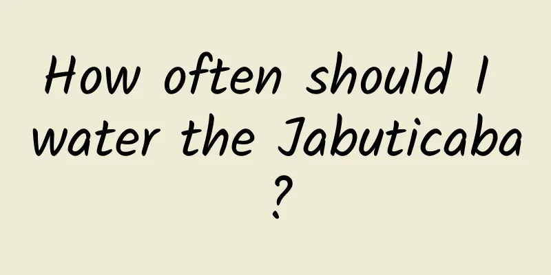 How often should I water the Jabuticaba?