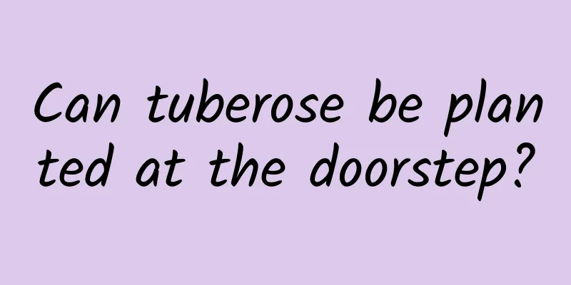 Can tuberose be planted at the doorstep?