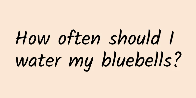 How often should I water my bluebells?