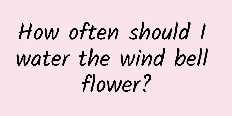 How often should I water the wind bell flower?
