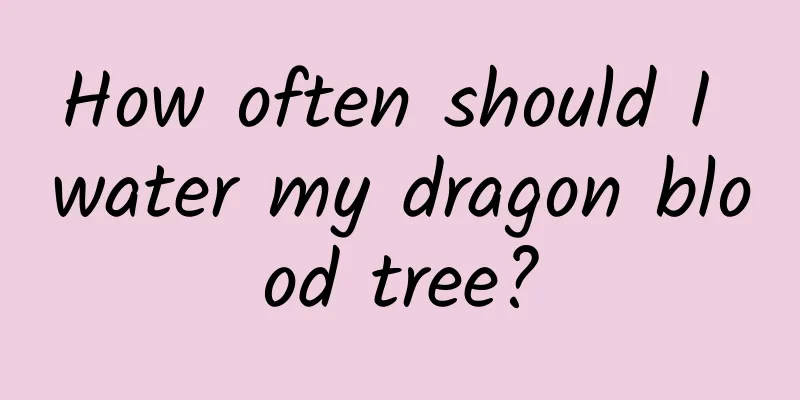 How often should I water my dragon blood tree?