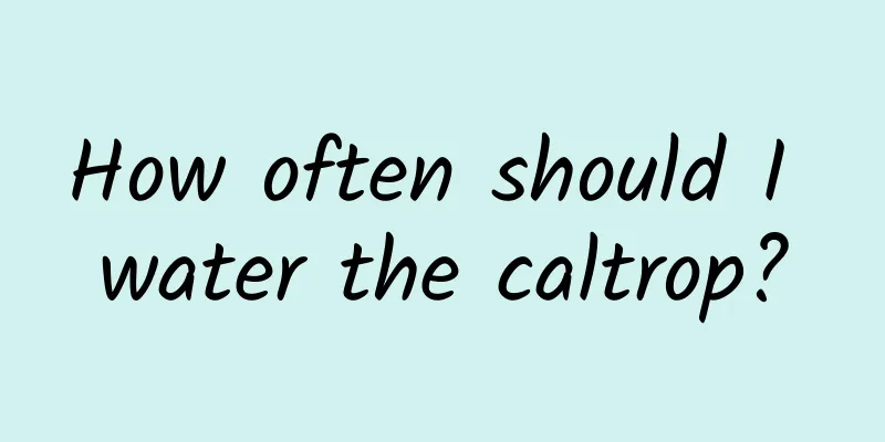 How often should I water the caltrop?