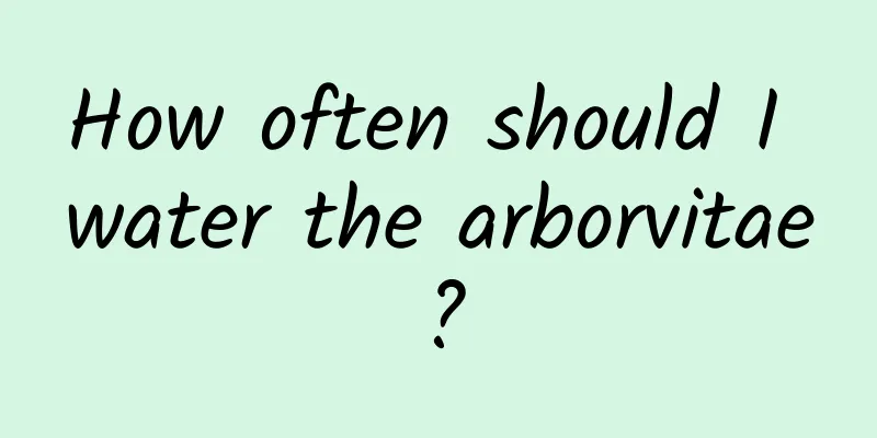 How often should I water the arborvitae?