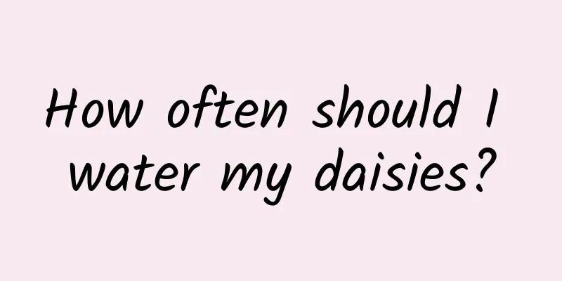 How often should I water my daisies?