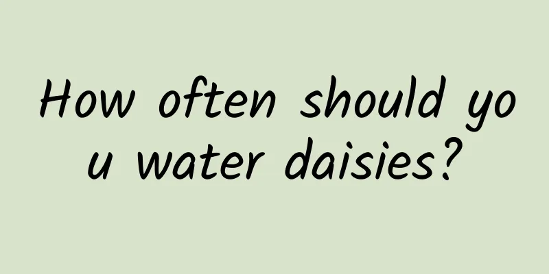 How often should you water daisies?