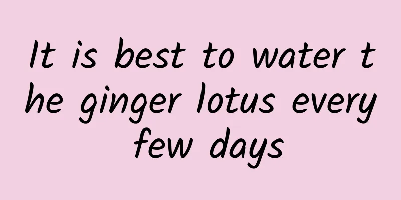 It is best to water the ginger lotus every few days