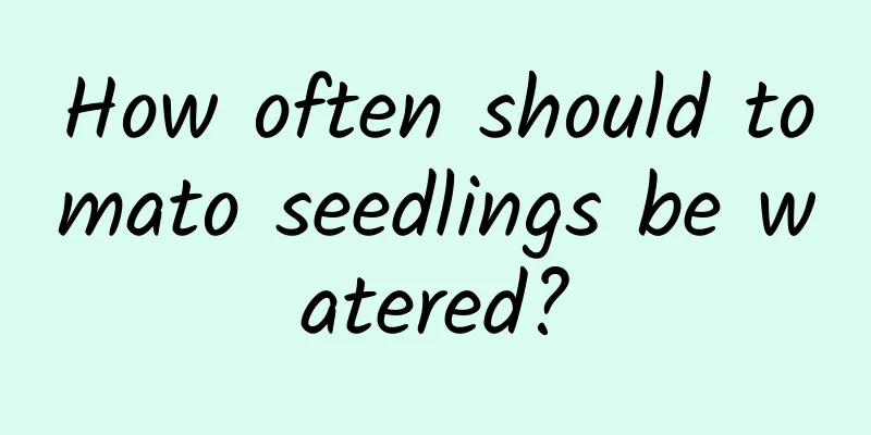 How often should tomato seedlings be watered?