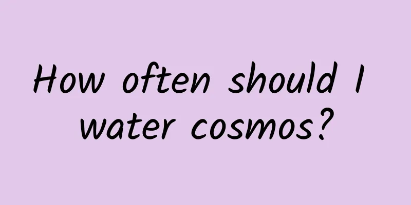 How often should I water cosmos?