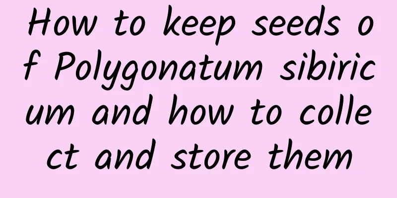 How to keep seeds of Polygonatum sibiricum and how to collect and store them