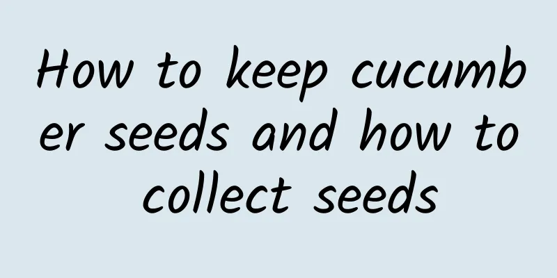 How to keep cucumber seeds and how to collect seeds
