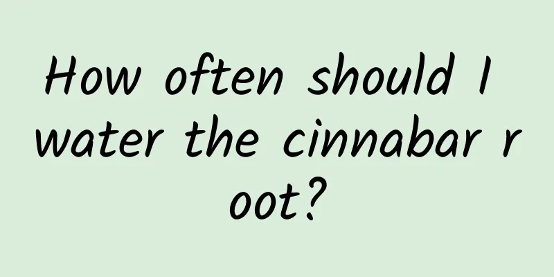 How often should I water the cinnabar root?