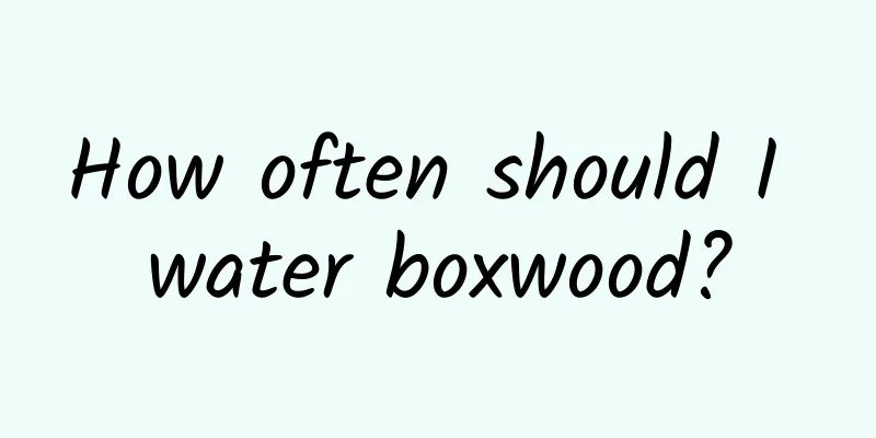 How often should I water boxwood?