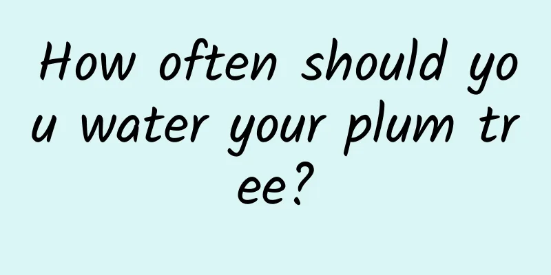 How often should you water your plum tree?