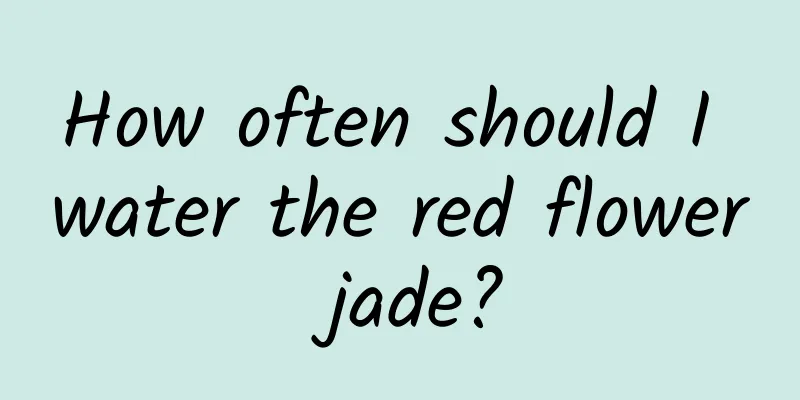 How often should I water the red flower jade?