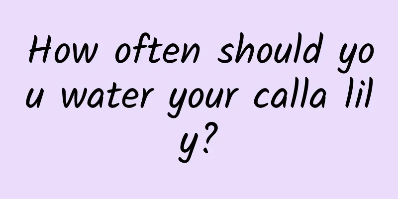 How often should you water your calla lily?