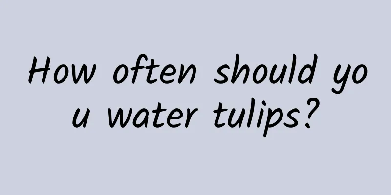 How often should you water tulips?
