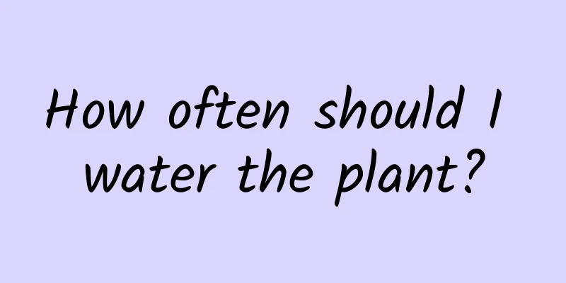 How often should I water the plant?