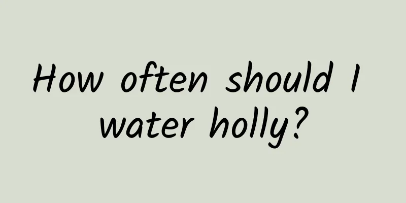 How often should I water holly?