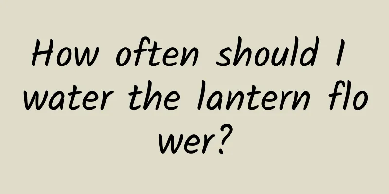 How often should I water the lantern flower?