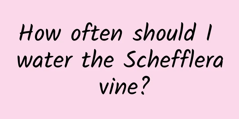 How often should I water the Schefflera vine?