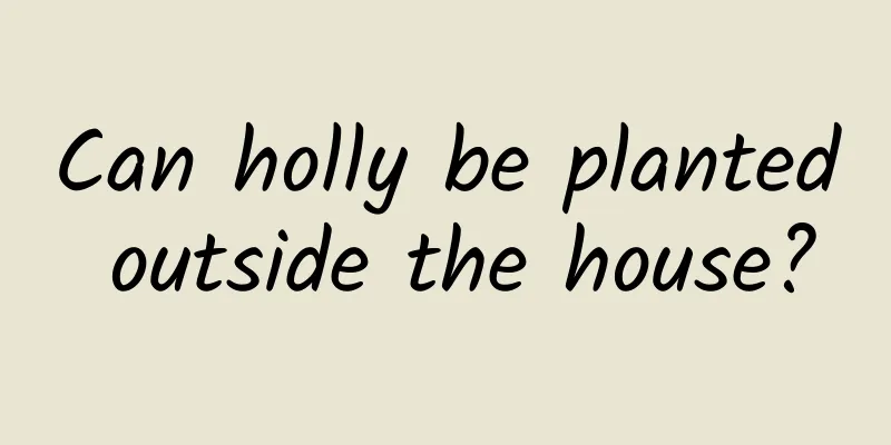 Can holly be planted outside the house?