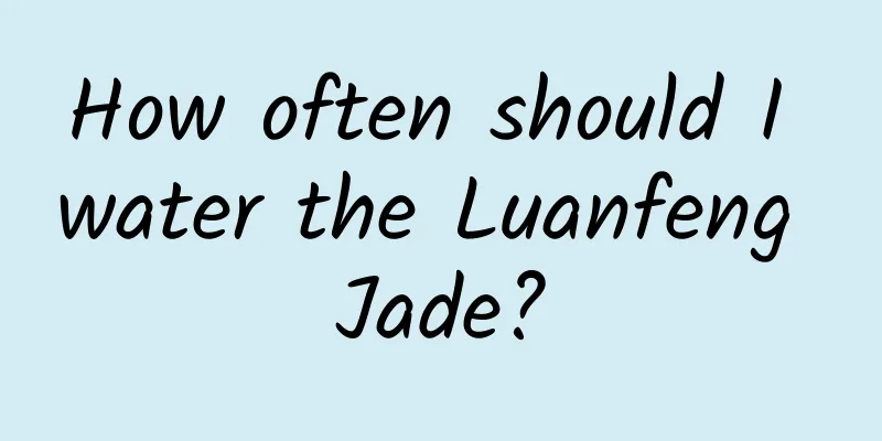 How often should I water the Luanfeng Jade?