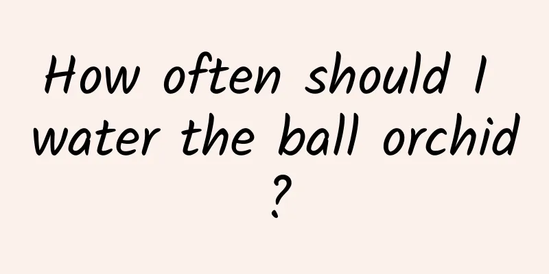 How often should I water the ball orchid?