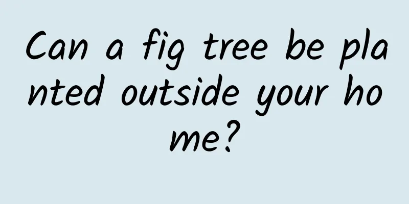 Can a fig tree be planted outside your home?